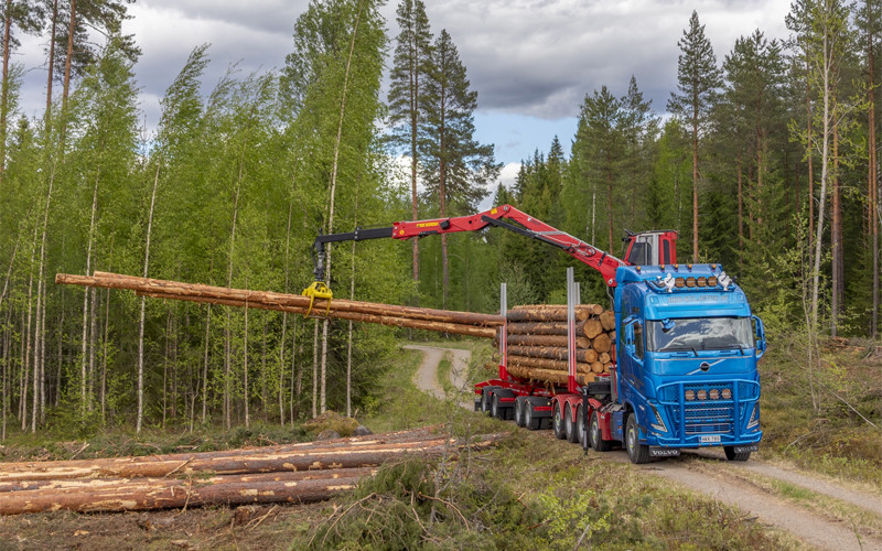 Pitkiä puita